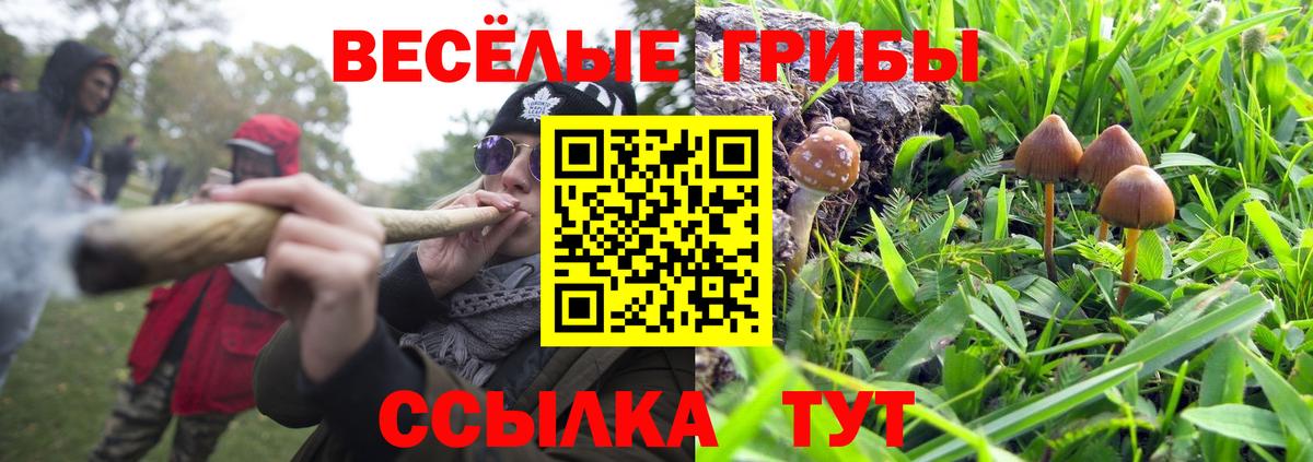 Псилоцибиновые грибы Psilocybine cubensis Дербент